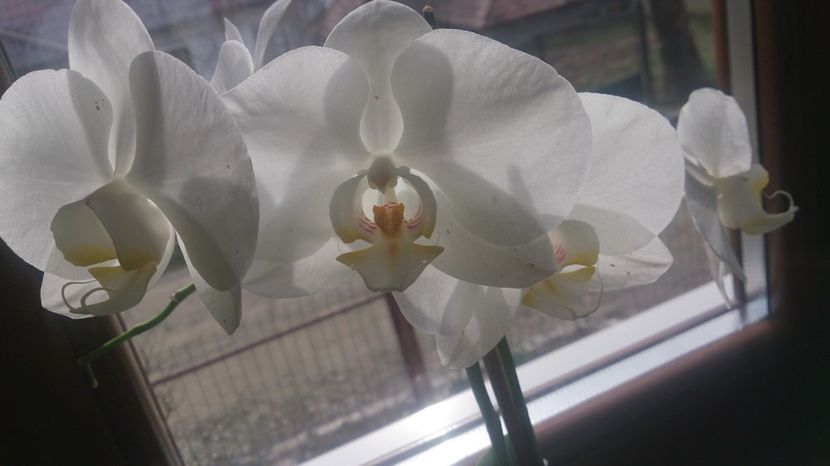  - 0 ORHIDEE 2017-2018