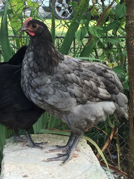  - Găini australorp