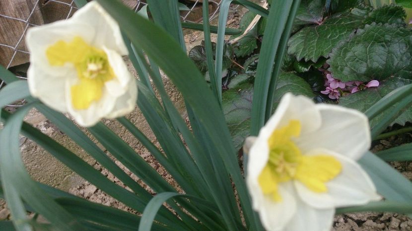  - 0 FLORI 2018 in gradina