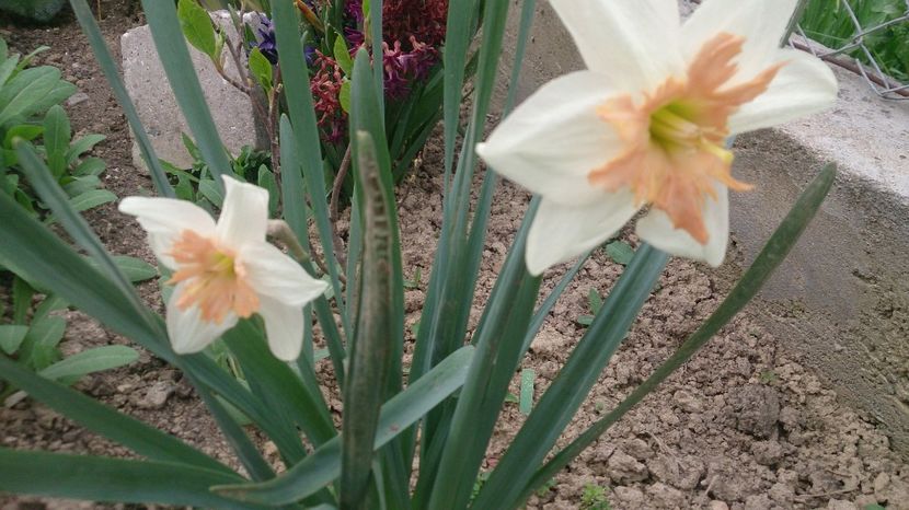  - 0 FLORI 2018 in gradina