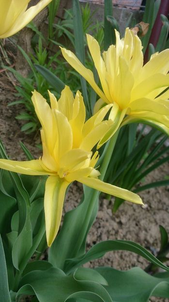  - 0 FLORI 2018 in gradina