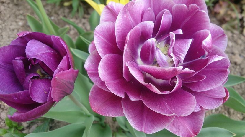  - 0 FLORI 2018 in gradina