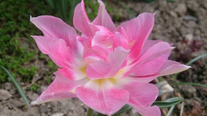  - 0 FLORI 2018 in gradina