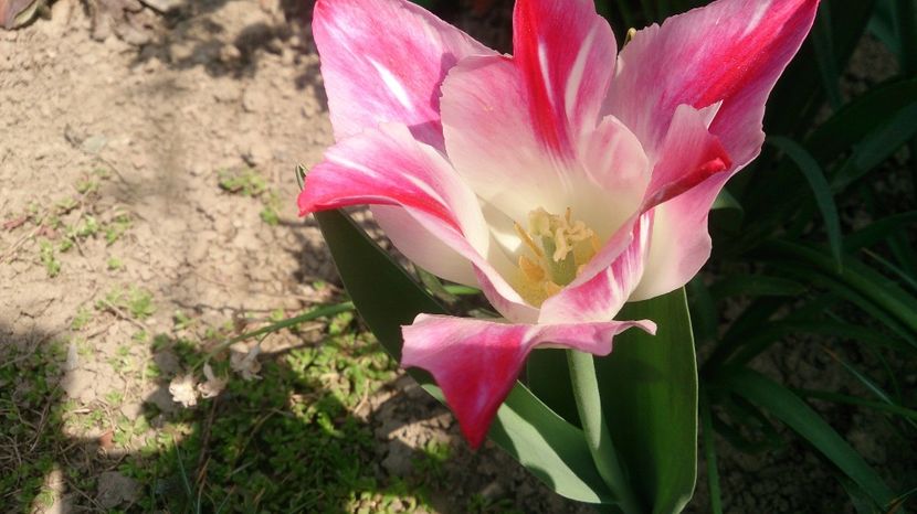  - 0 FLORI 2018 in gradina