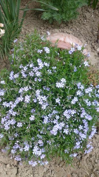 - 0 FLORI 2018 in gradina