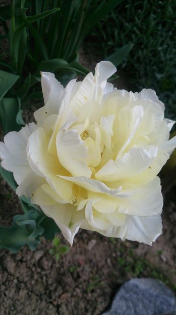  - 0 FLORI 2018 in gradina