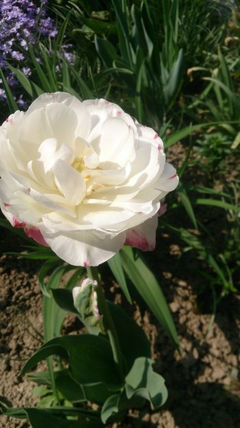  - 0 FLORI 2018 in gradina