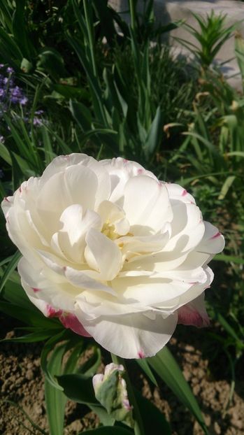  - 0 FLORI 2018 in gradina