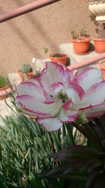  - 0 FLORI 2018 in gradina