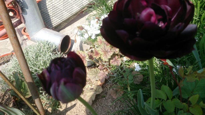  - 0 FLORI 2018 in gradina