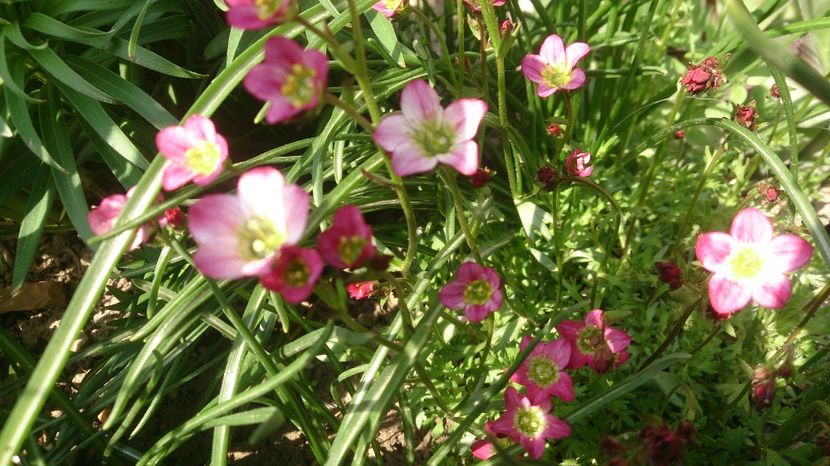  - 0 FLORI 2018 in gradina