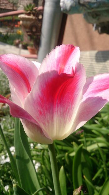  - 0 FLORI 2018 in gradina