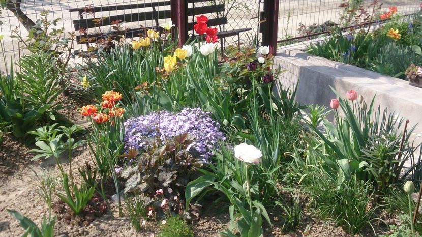  - 0 FLORI 2018 in gradina