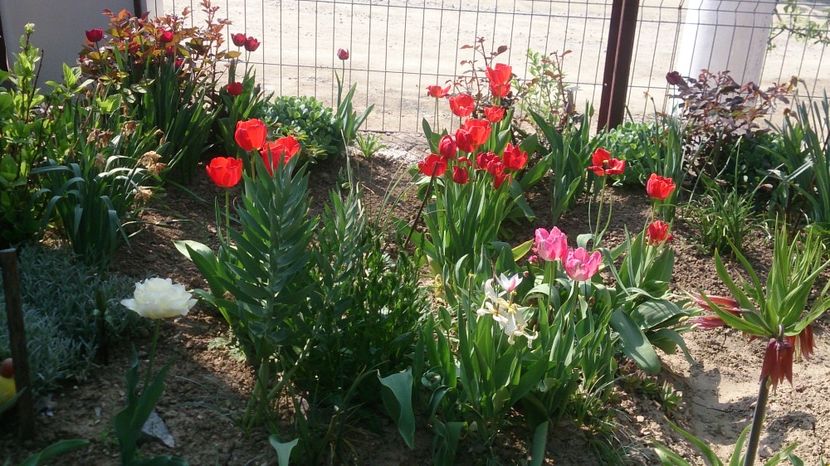  - 0 FLORI 2018 in gradina