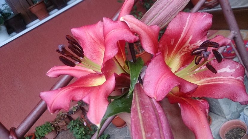  - 0 FLORI 2018 in gradina