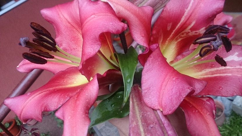  - 0 FLORI 2018 in gradina