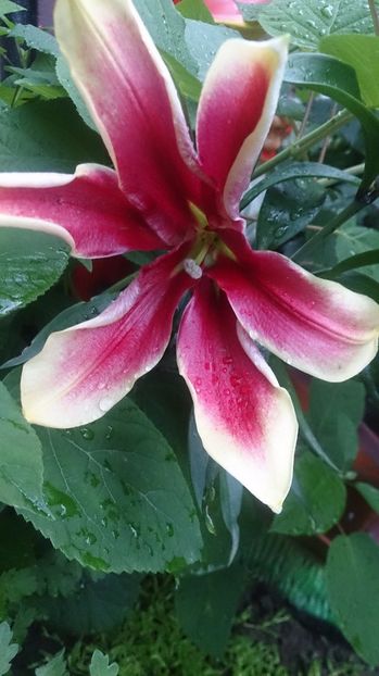  - 0 FLORI 2018 in gradina