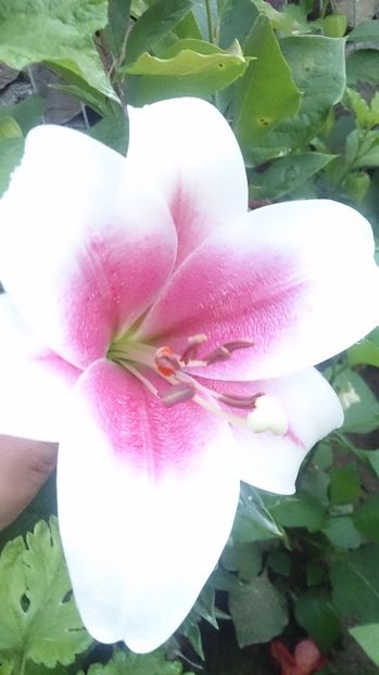  - 0 FLORI 2018 in gradina