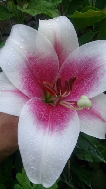  - 0 FLORI 2018 in gradina