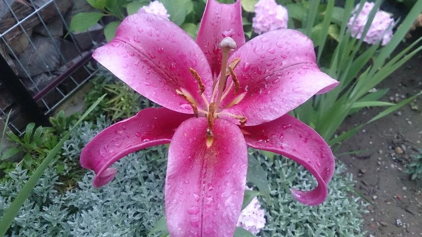  - 0 FLORI 2018 in gradina