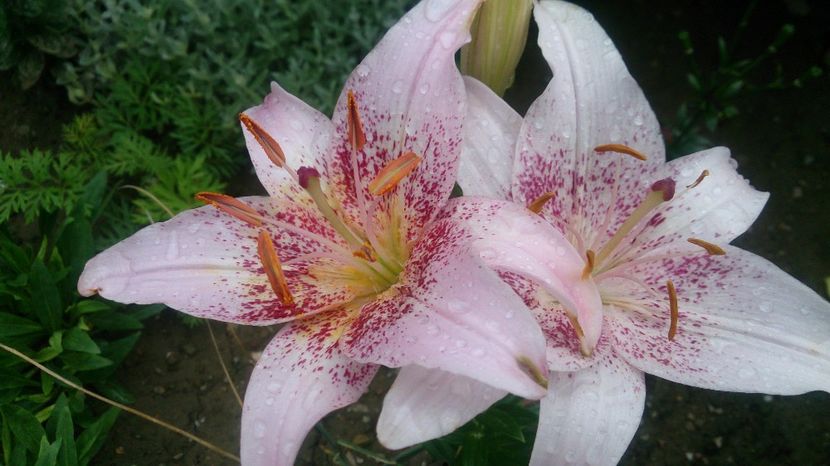  - 0 FLORI 2018 in gradina