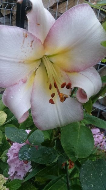  - 0 FLORI 2018 in gradina