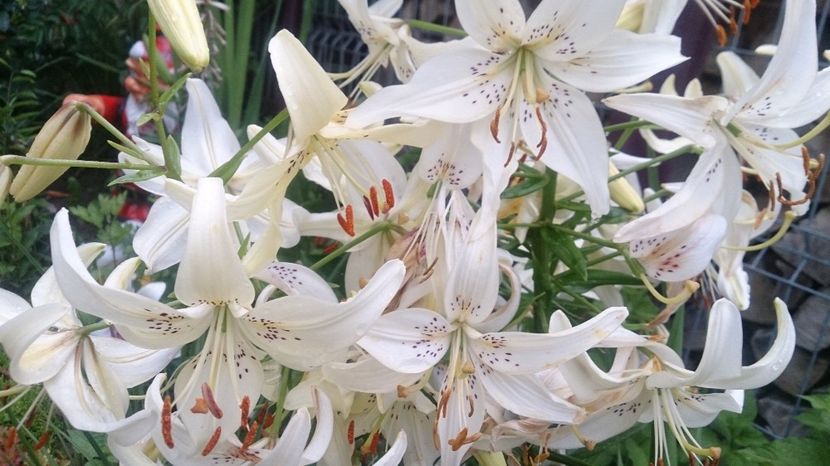  - 0 FLORI 2018 in gradina