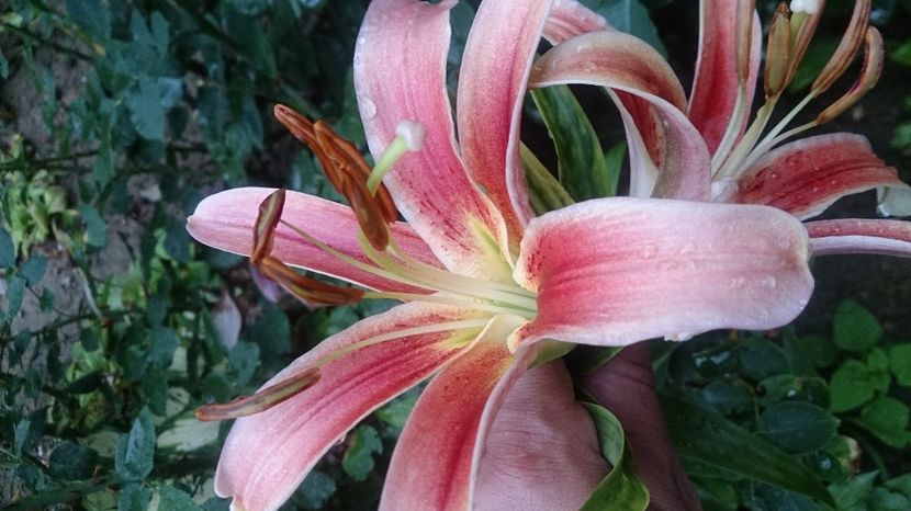  - 0 FLORI 2018 in gradina