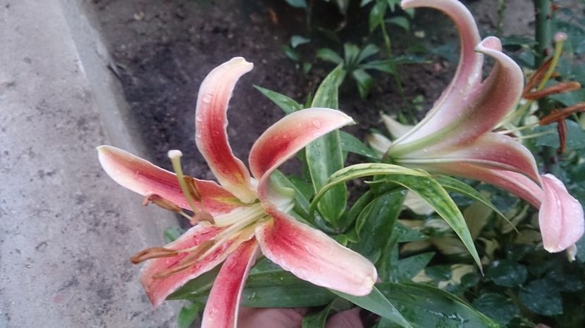  - 0 FLORI 2018 in gradina