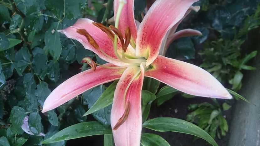  - 0 FLORI 2018 in gradina