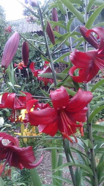  - 0 FLORI 2018 in gradina