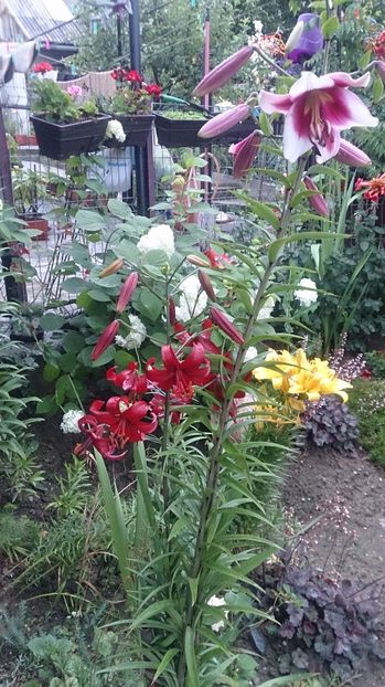  - 0 FLORI 2018 in gradina