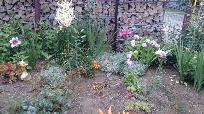 - 0 FLORI 2018 in gradina