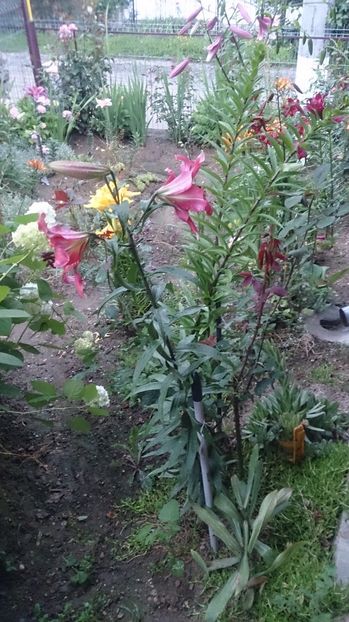  - 0 FLORI 2018 in gradina