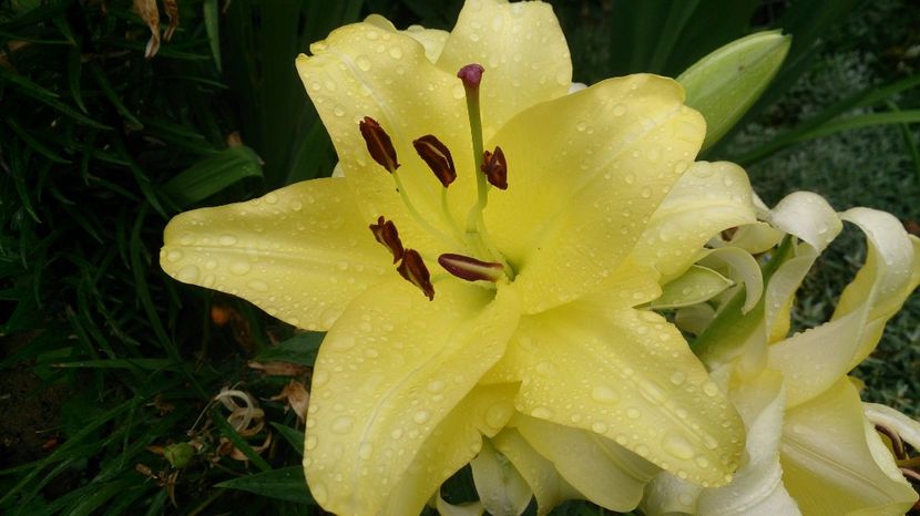  - 0 FLORI 2018 in gradina