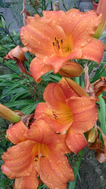  - 0 FLORI 2018 in gradina