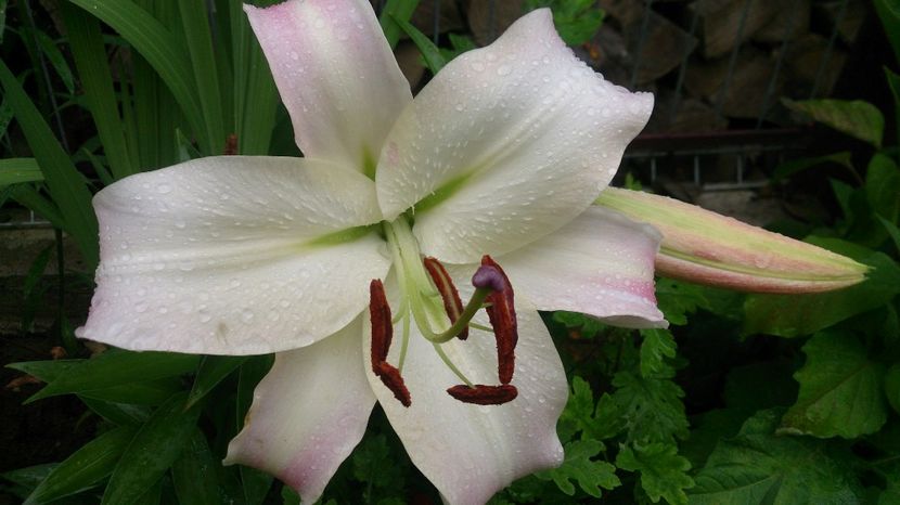  - 0 FLORI 2018 in gradina