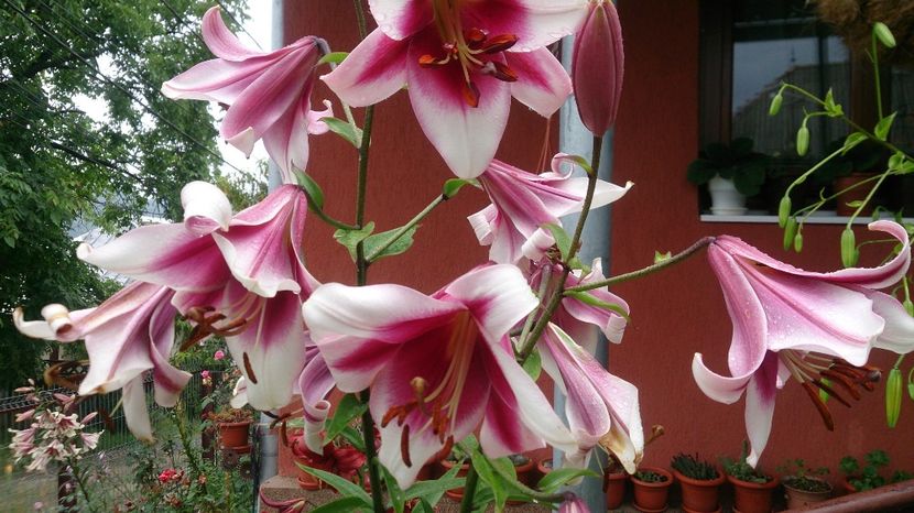  - 0 FLORI 2018 in gradina