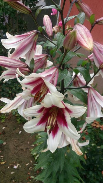  - 0 FLORI 2018 in gradina