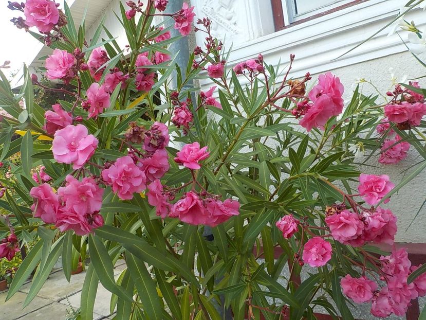  - roseum plenum 21