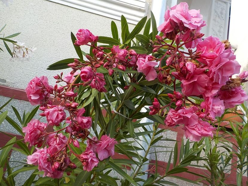  - roseum plenum 21