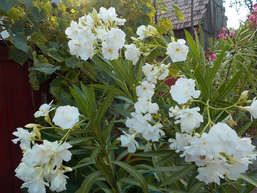  - mont blanc leandru nr 22