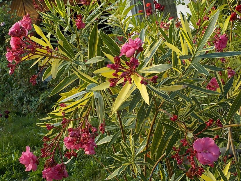  - variegat nr 24