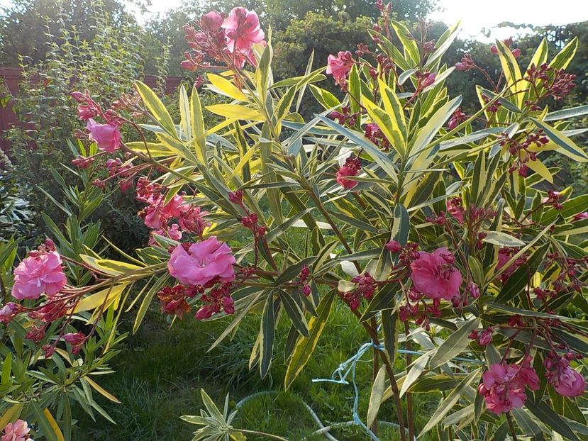  - variegat nr 24