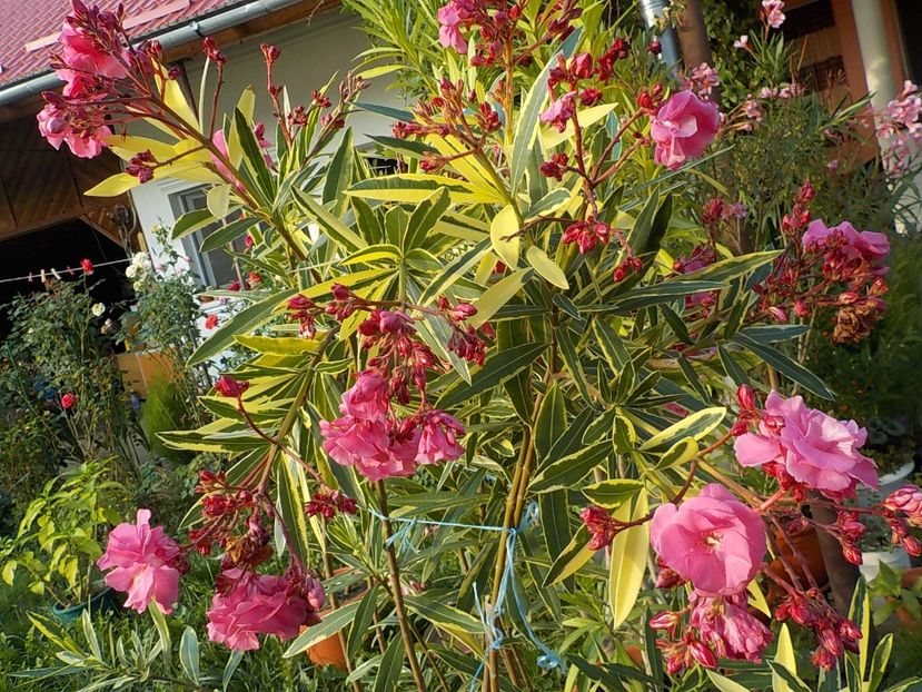  - variegat nr 24