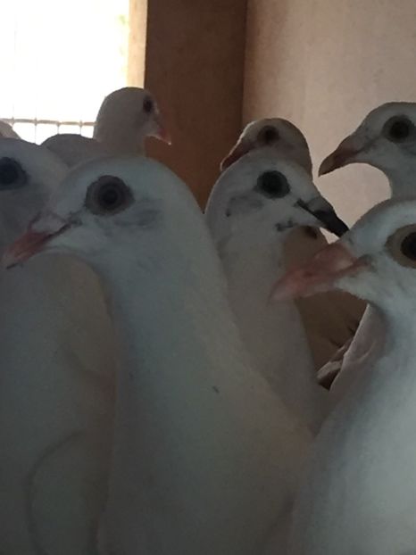  - Voiajori albi sport