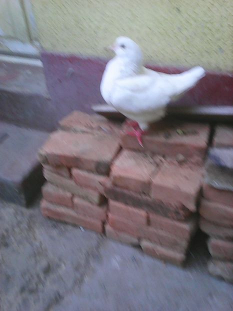 Photo1513 - De Vanzare