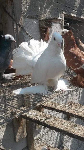  - 09 Voltati indieni