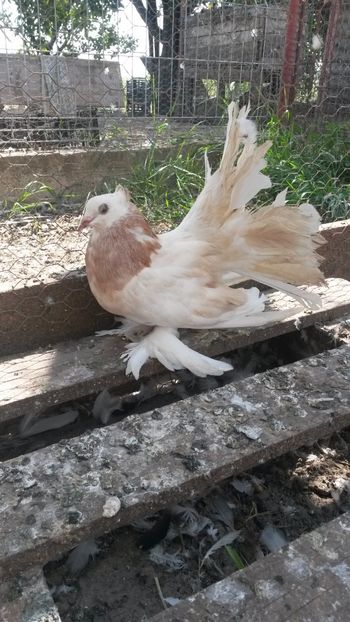  - 09 Voltati indieni