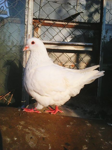 Photo1518 - De Vanzare